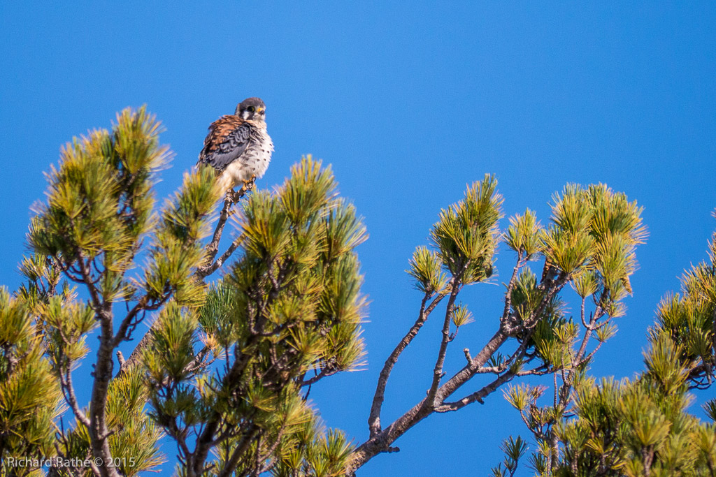 American Kestrel