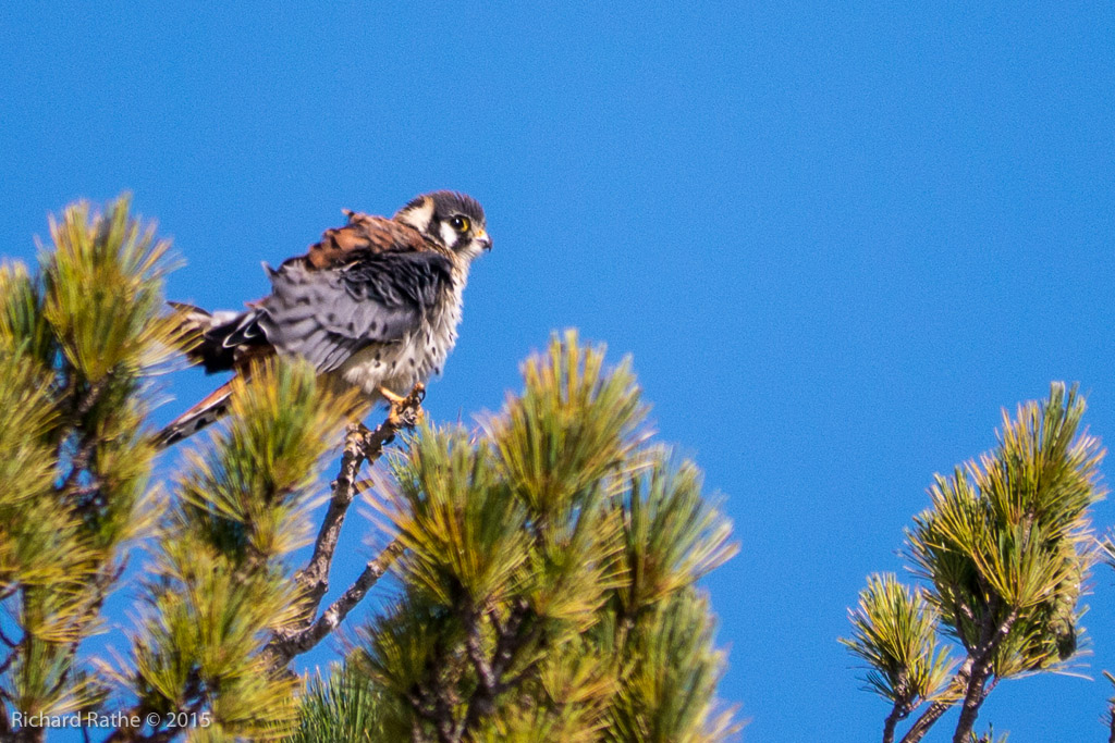 American Kestrel
