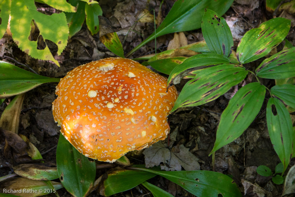 Amanita muscaria
