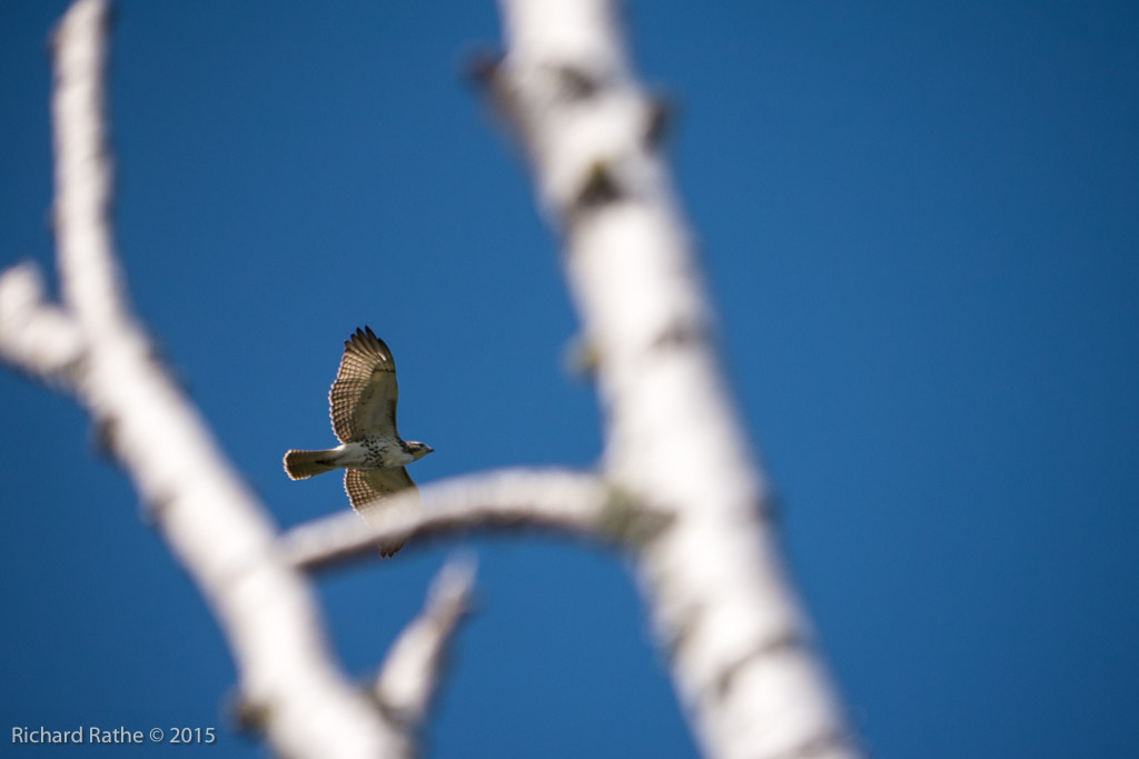 Red-Tailed Hawk