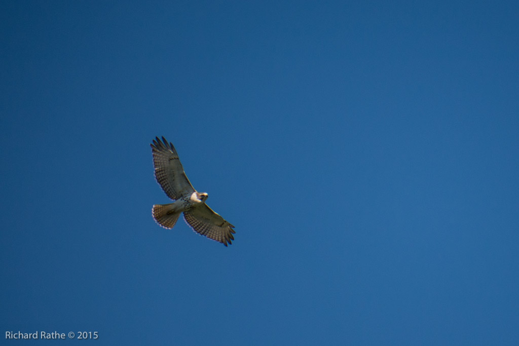 Red-Tailed Hawk