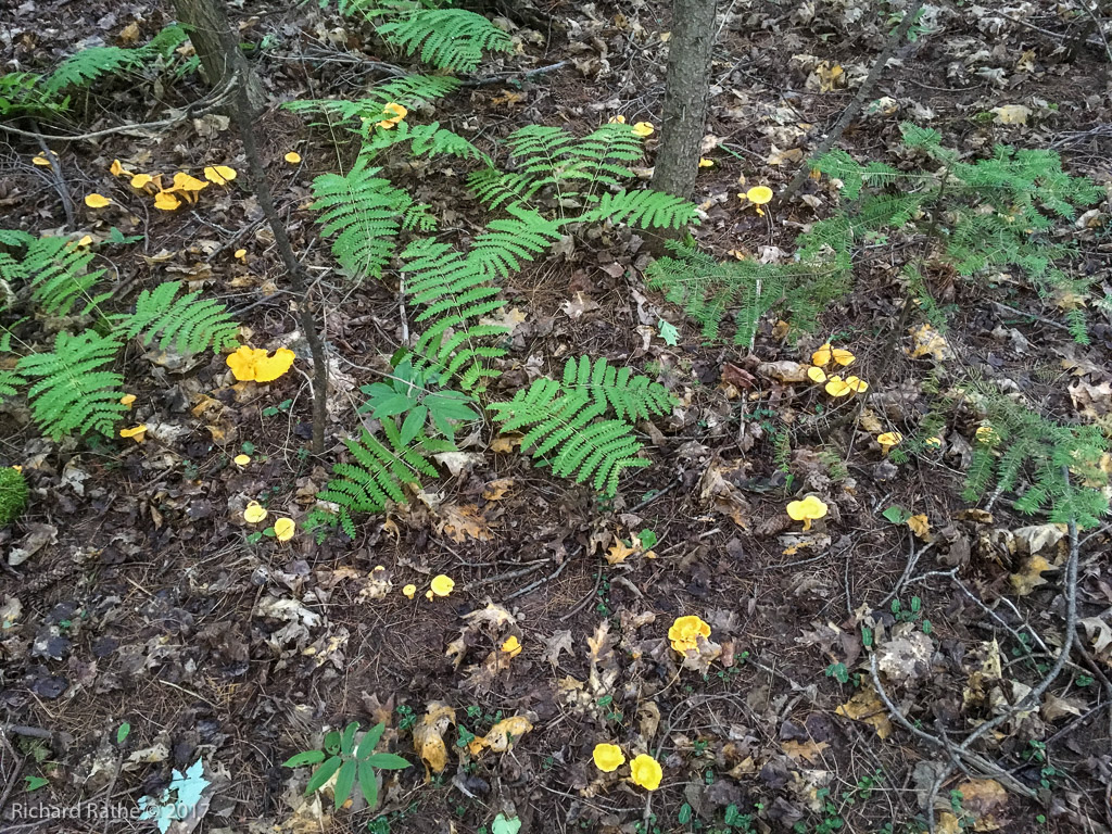 Fairy Ring of Yellow Mushrooms