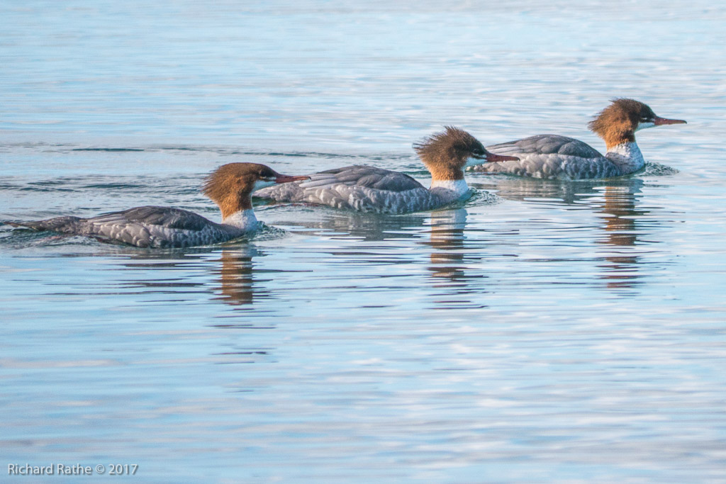 Common Merganser