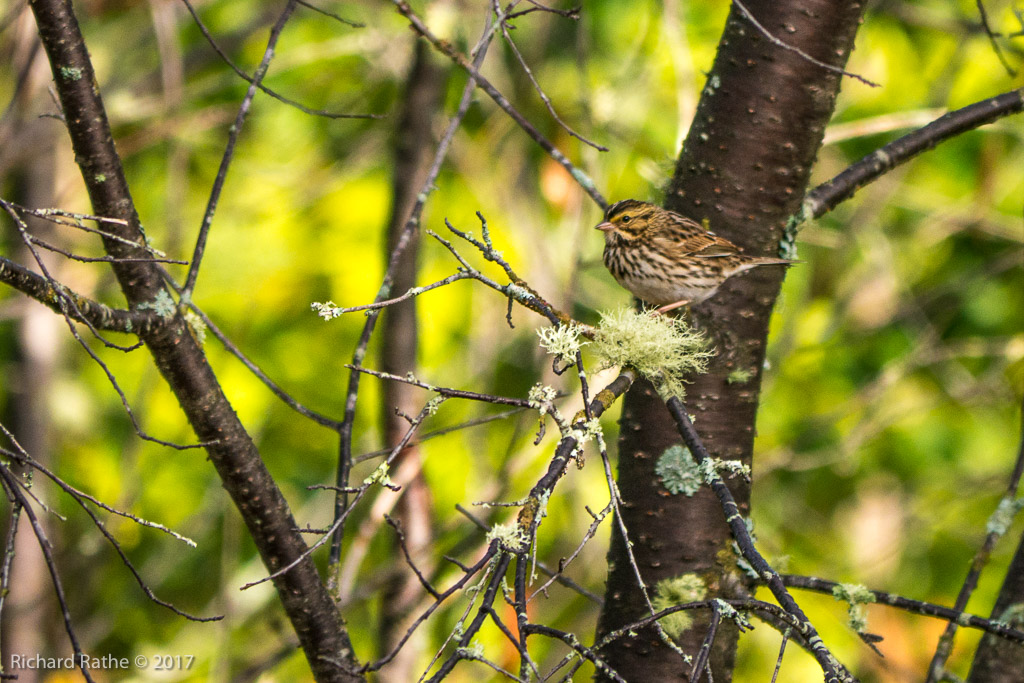 White-Throated Sparrow