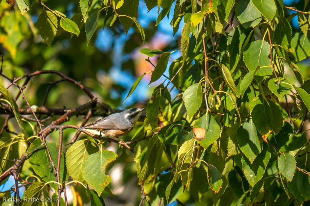 Red-Breasted Nuthatch