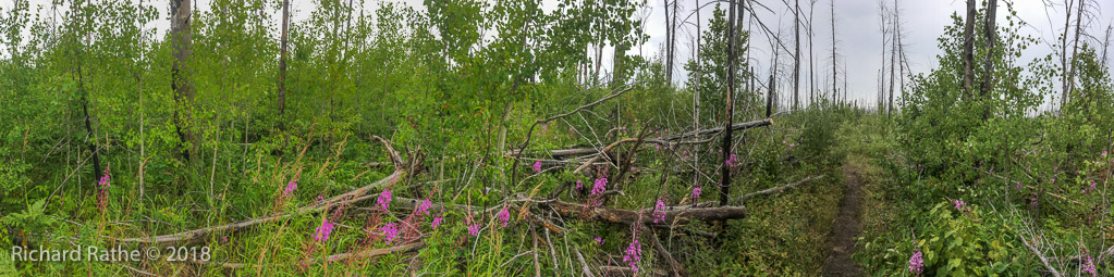 Results of Pagami Fire 2011