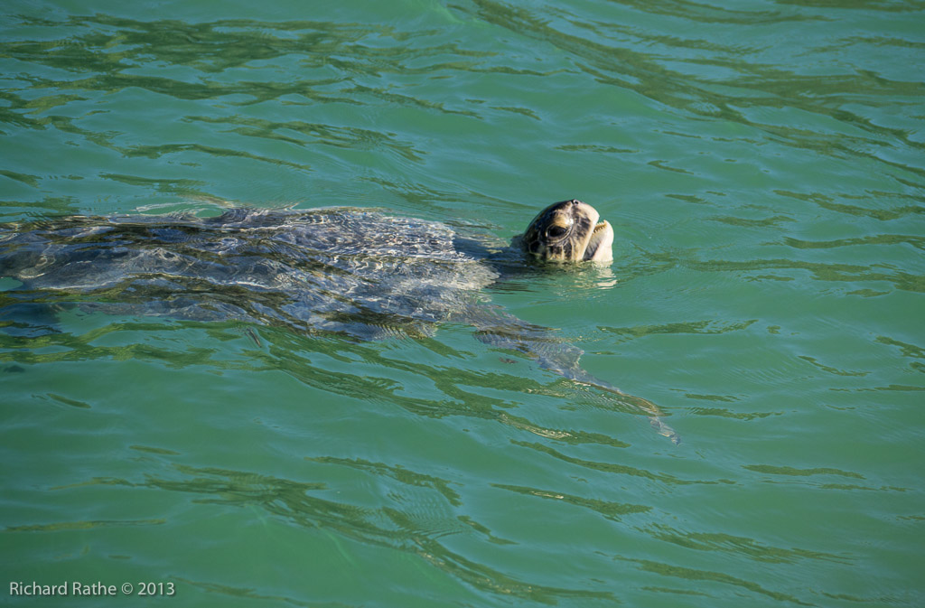 Sea Turtle