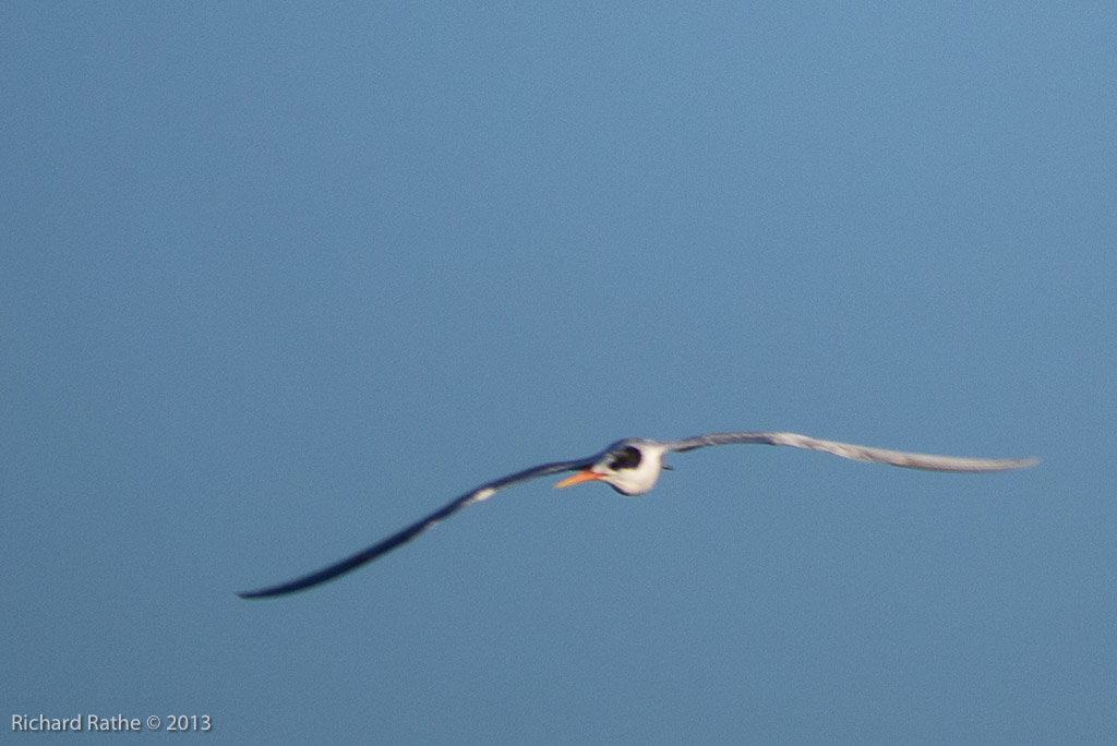Arctic Tern?