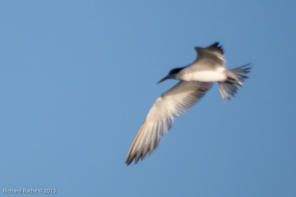 Arctic Tern?