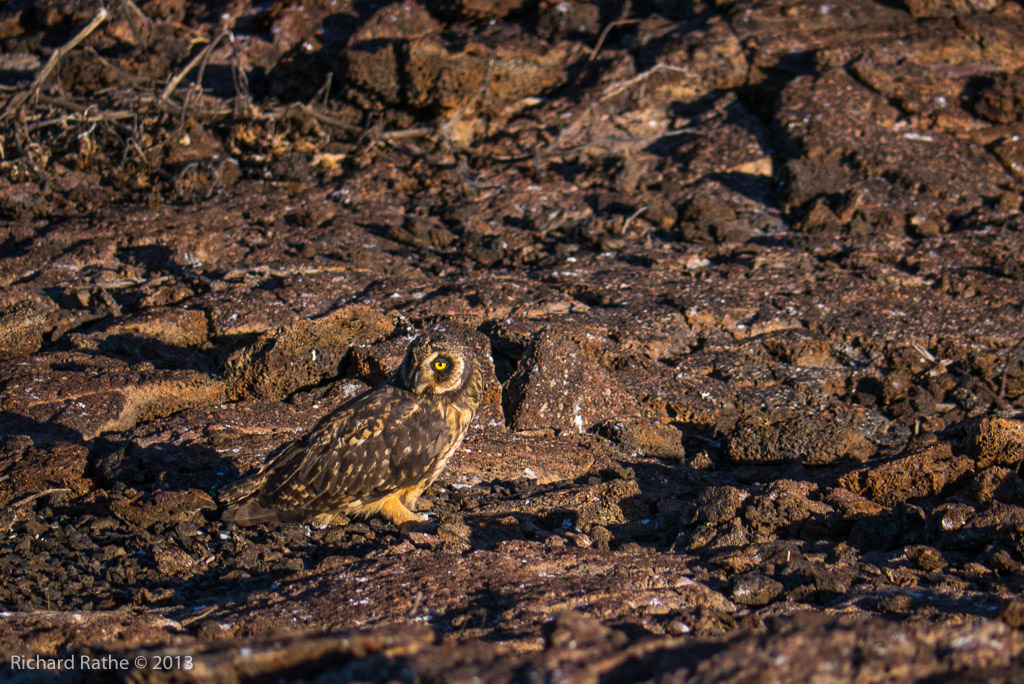 Short-Eared Owl
