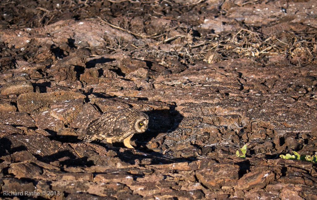 Short-Eared Owl