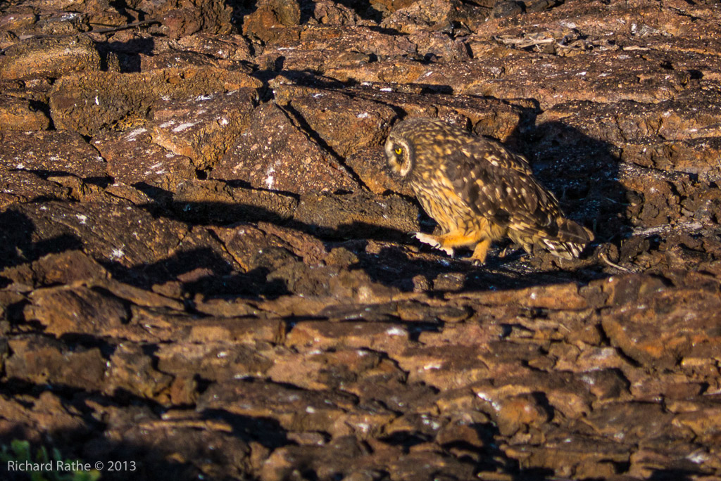 Short-Eared Owl