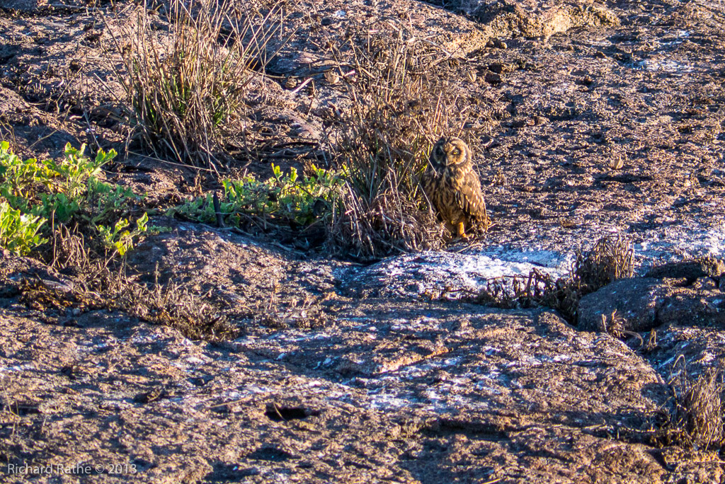 Short-Eared Owl