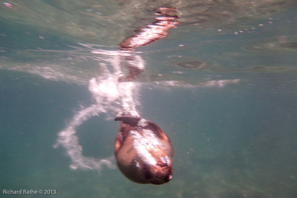 Playful Sea Lion Pup