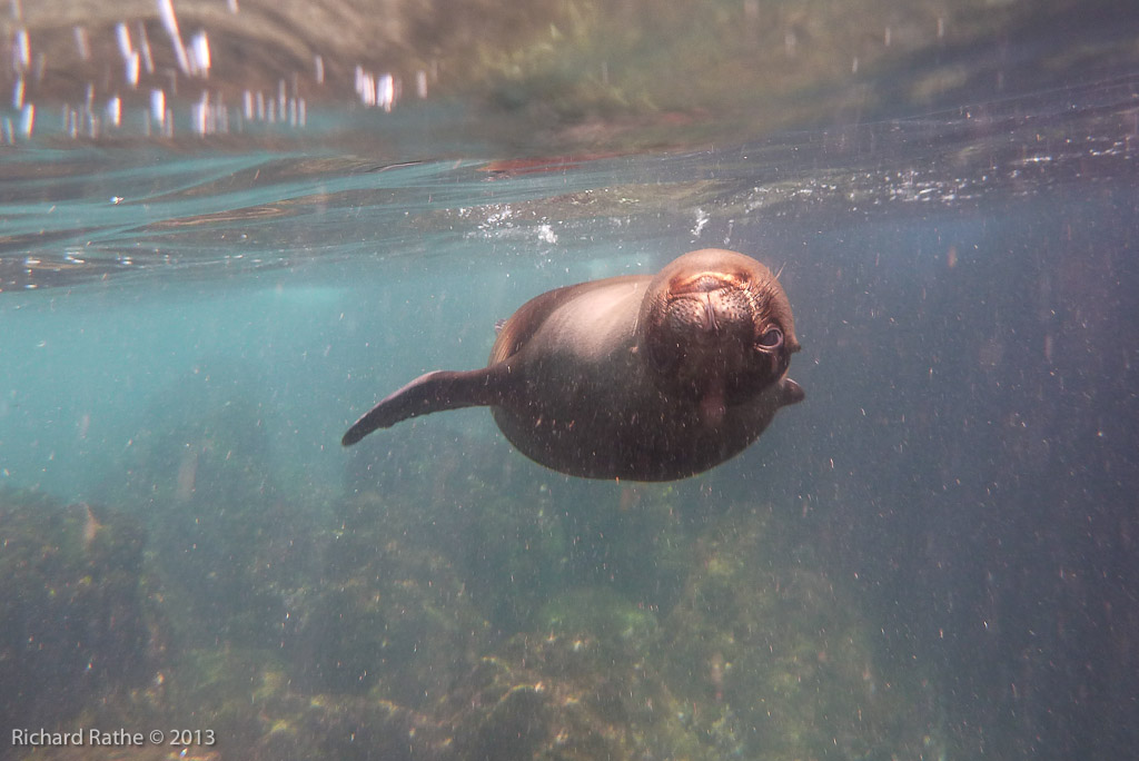 Playful Sea Lion Pup