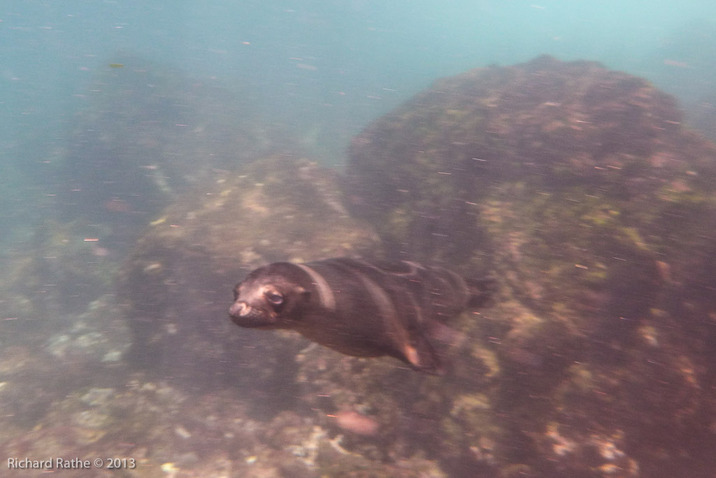 Playful Sea Lion Pup