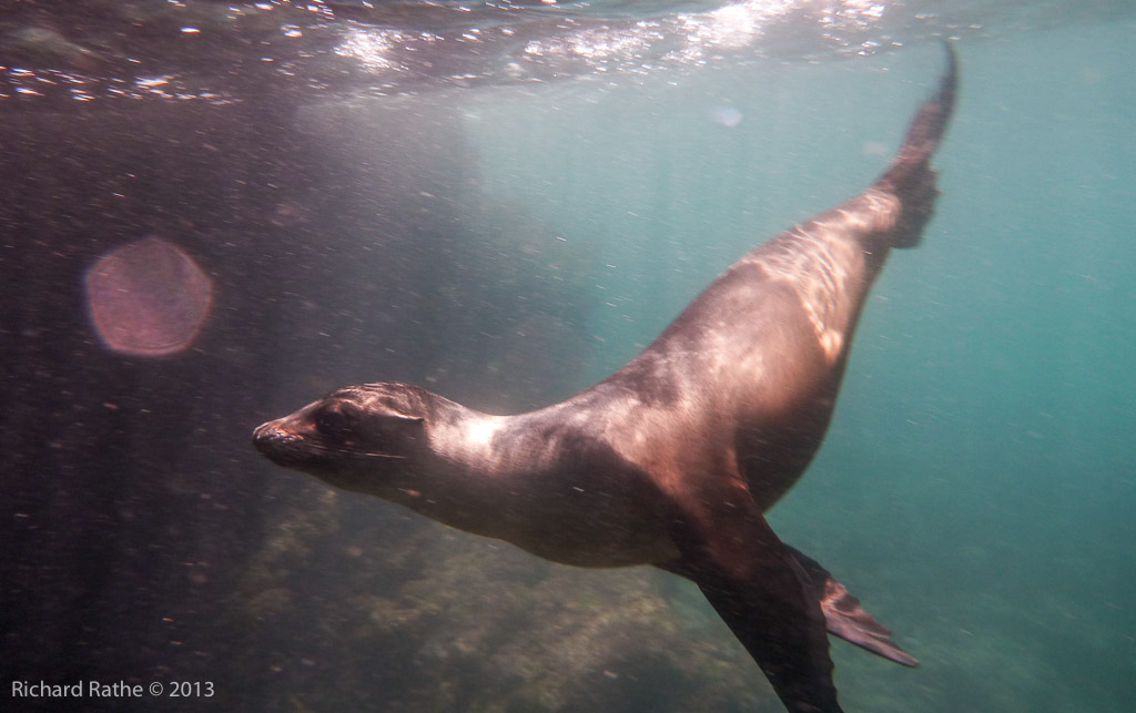 Playful Sea Lion Pup