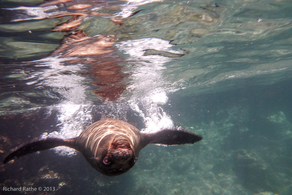 Playful Sea Lion Pup