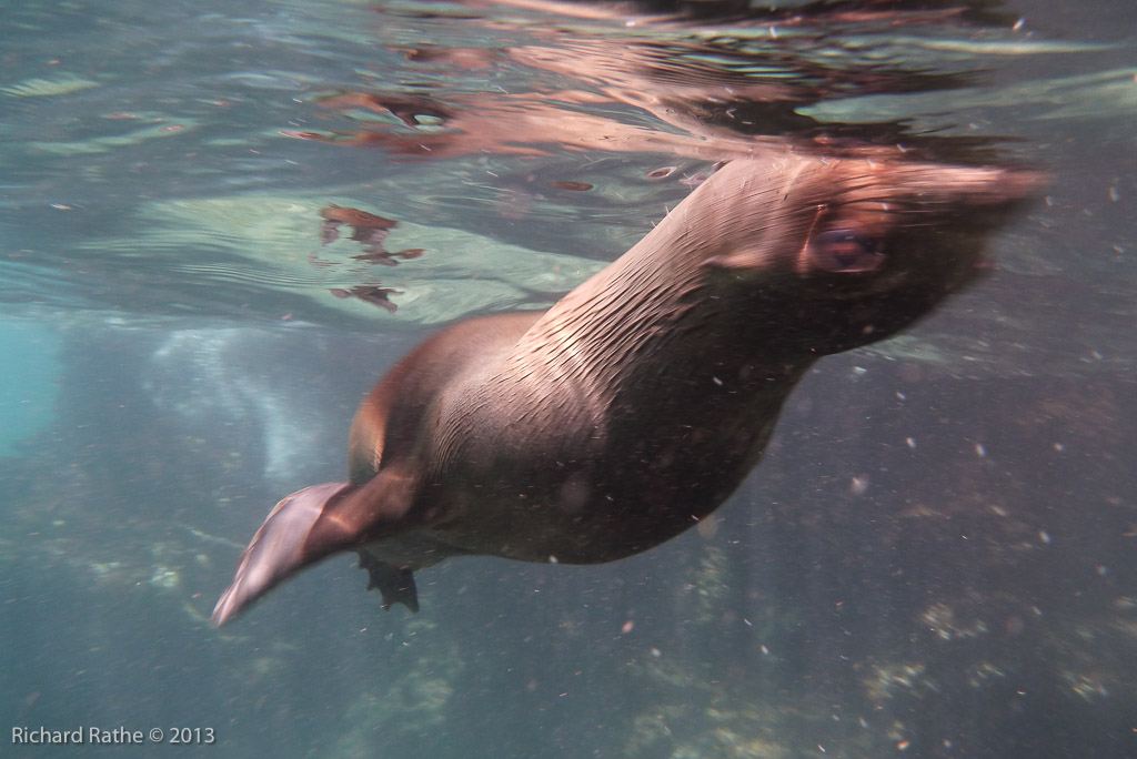 Playful Sea Lion Pup