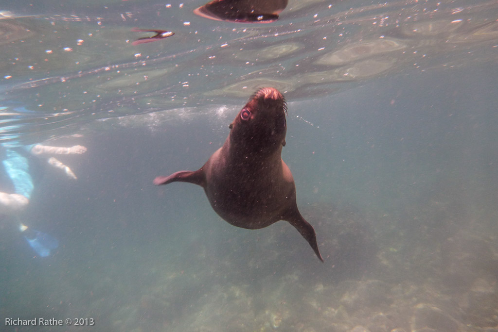Playful Sea Lion Pup