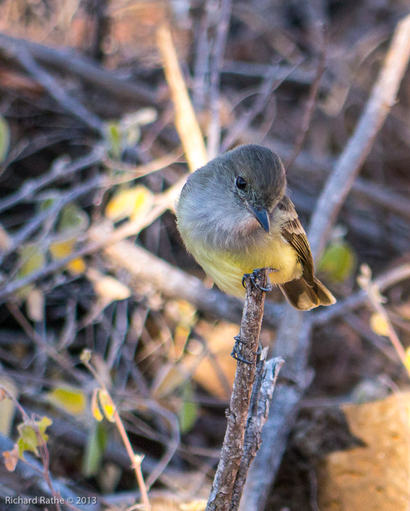 Large-Billed Flycatcher