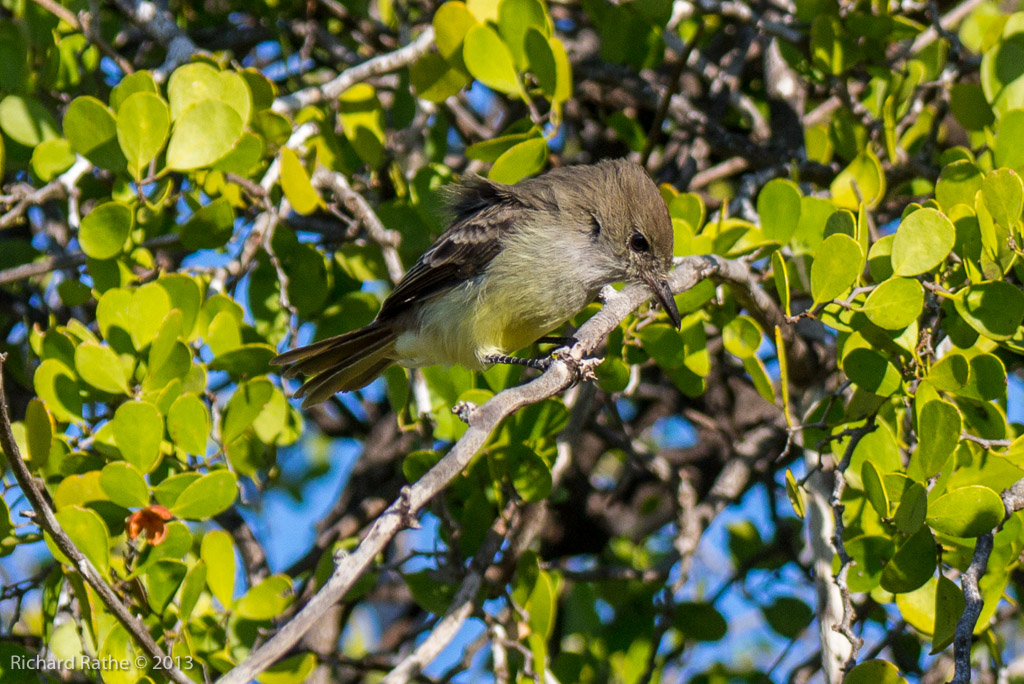 Large-Billed Flycatcher