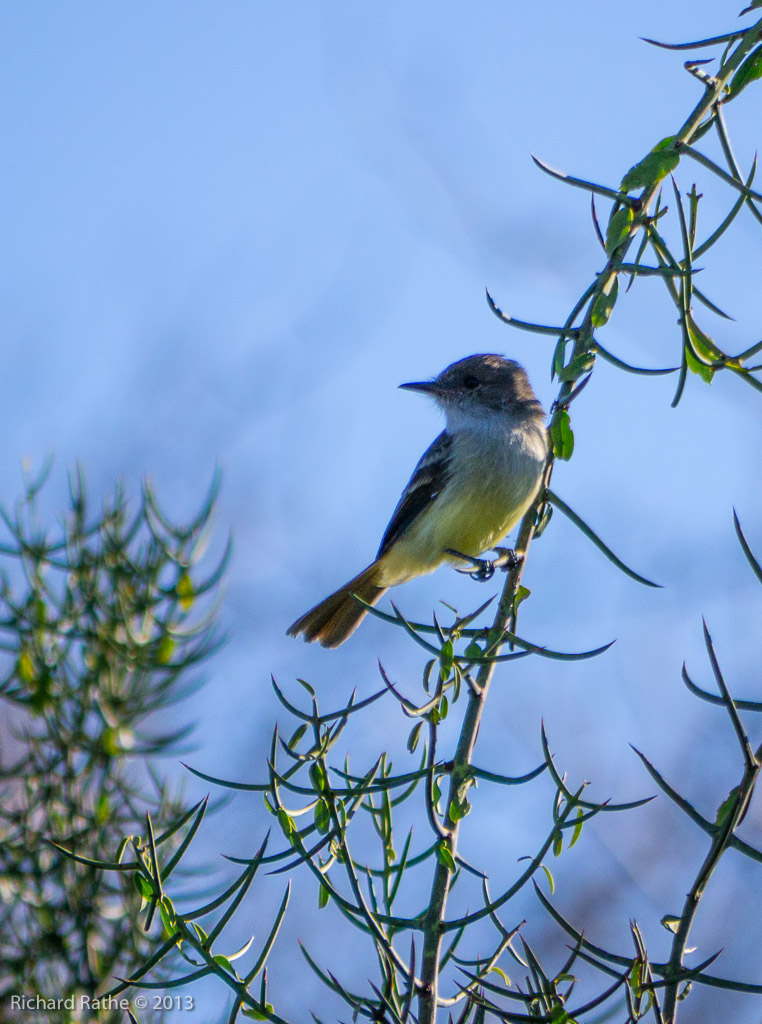Large-Billed Flycatcher