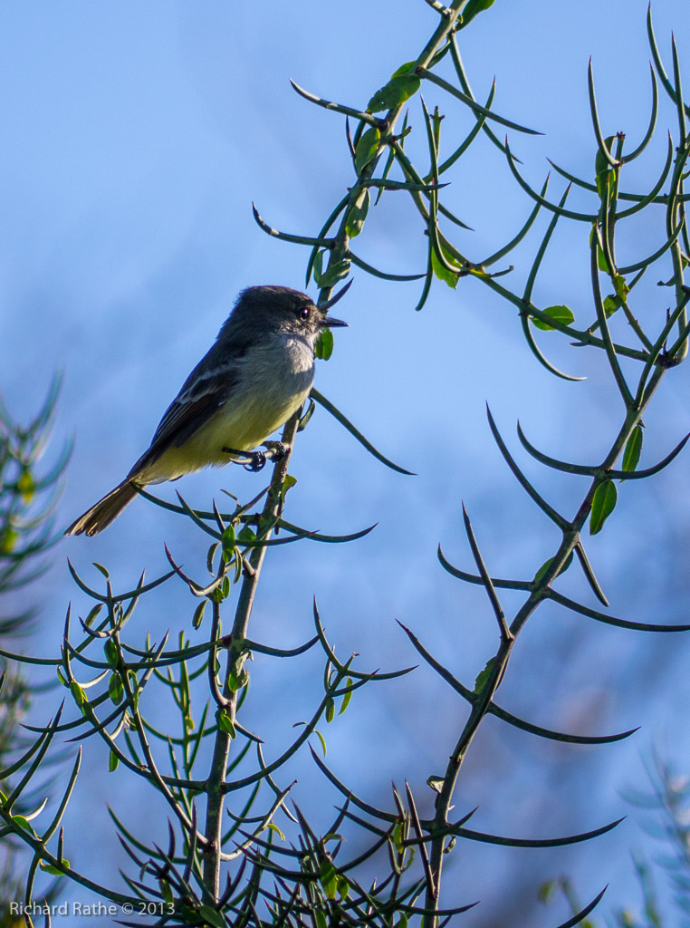 Large-Billed Flycatcher