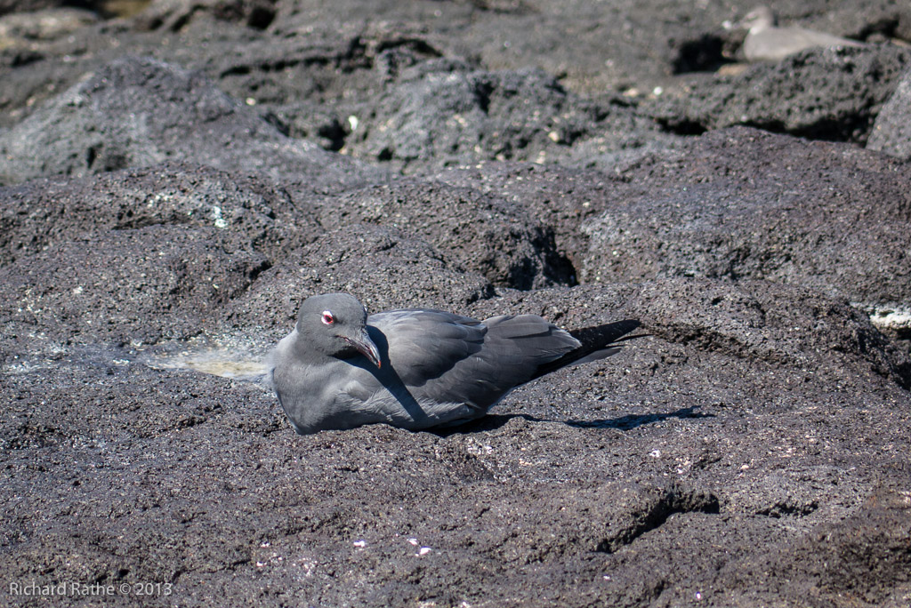 Lava Gull
