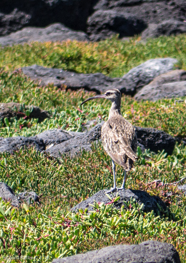 Whimbrel