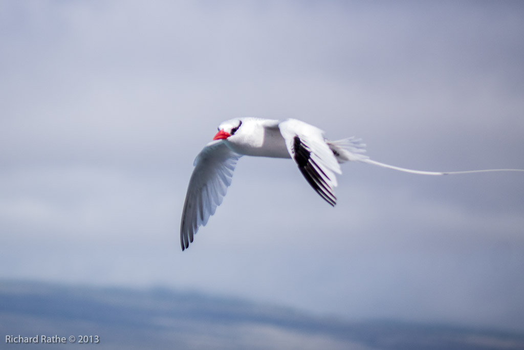 Red-Billed Tropic Bird