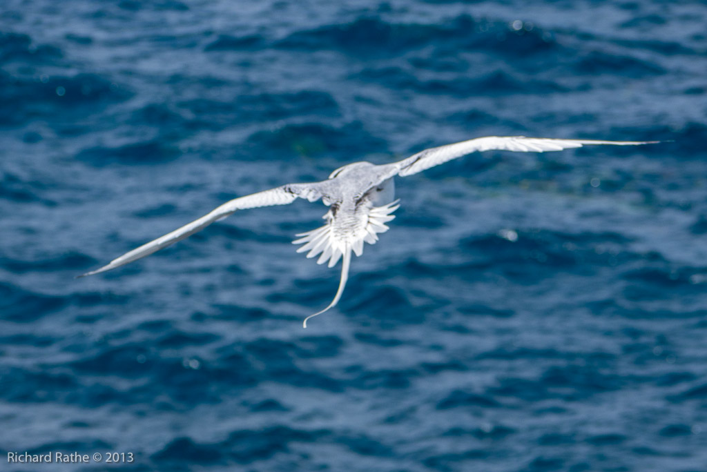 Red-Billed Tropic Bird