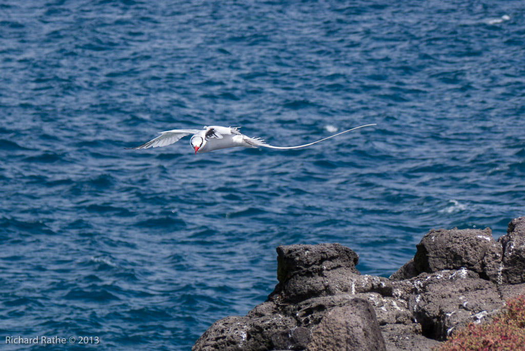 Red-Billed Tropic Bird
