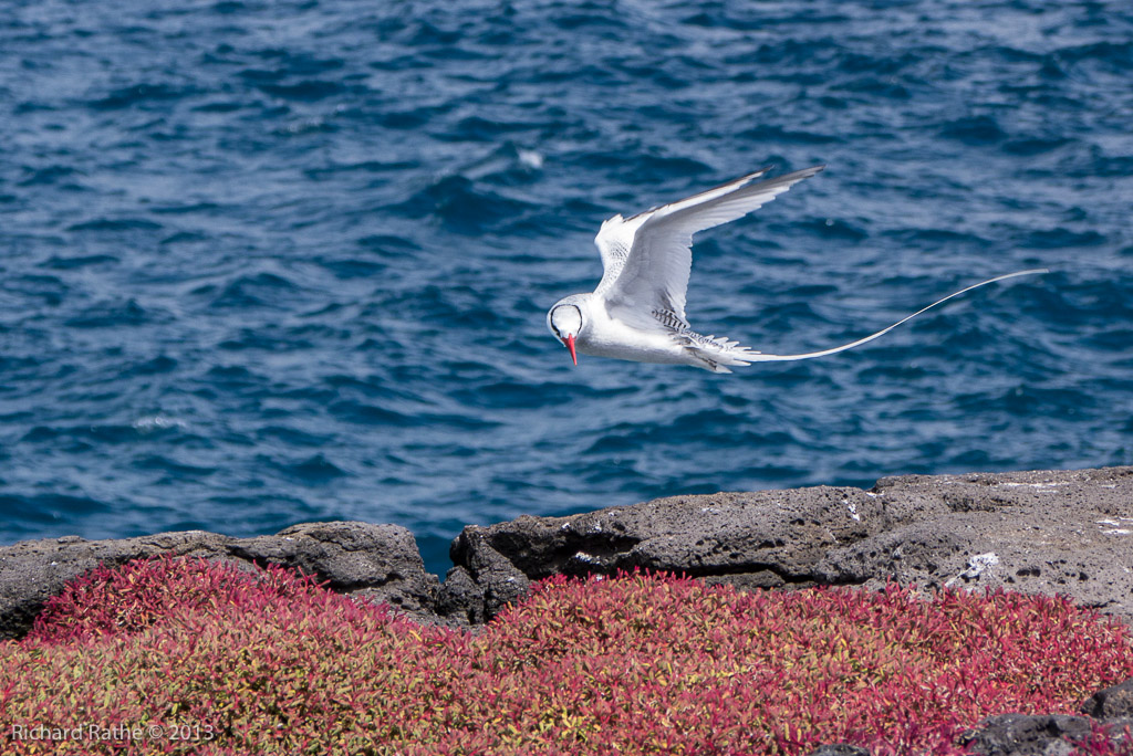 Red-Billed Tropic Bird