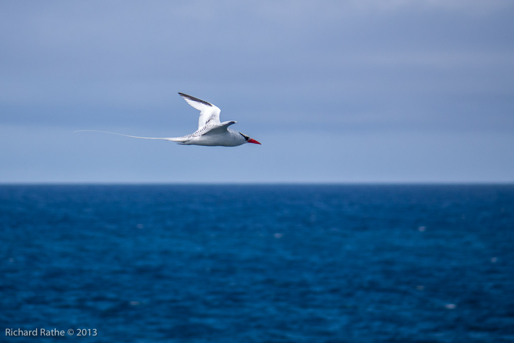 Red-Billed Tropic Bird