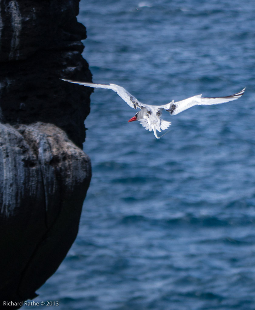 Red-Billed Tropic Bird