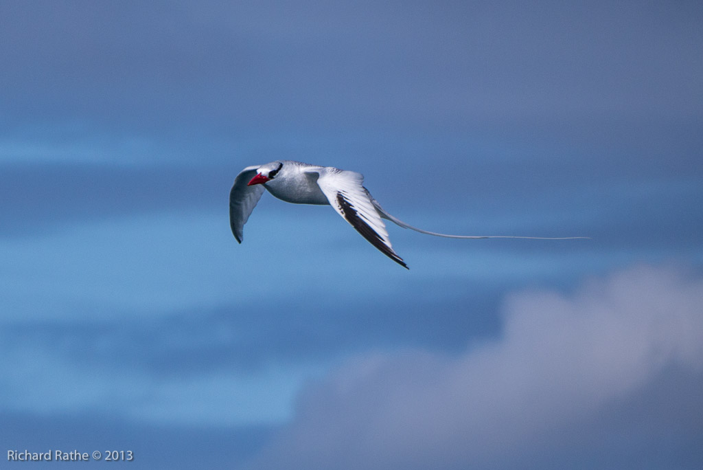 Red-Billed Tropic Bird