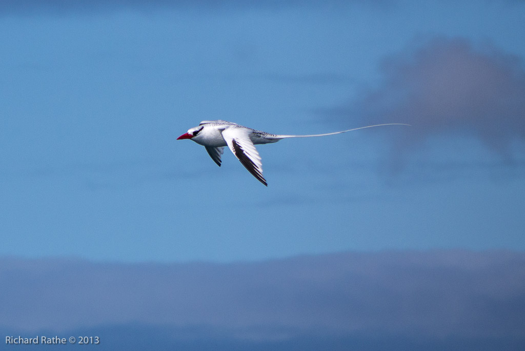 Red-Billed Tropic Bird