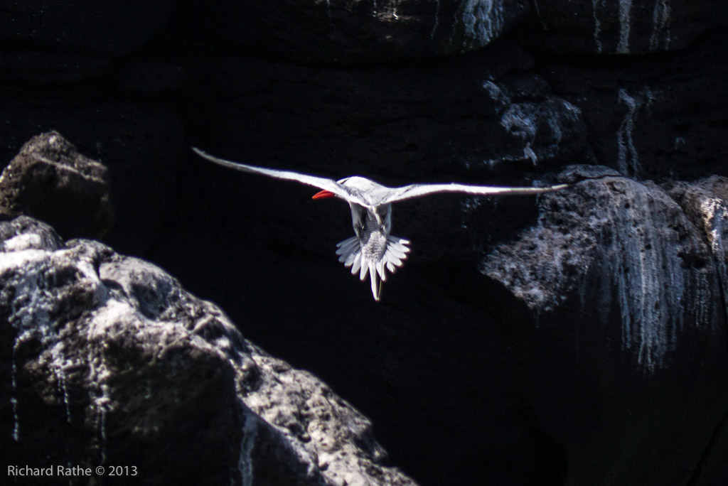 Red-Billed Tropic Bird