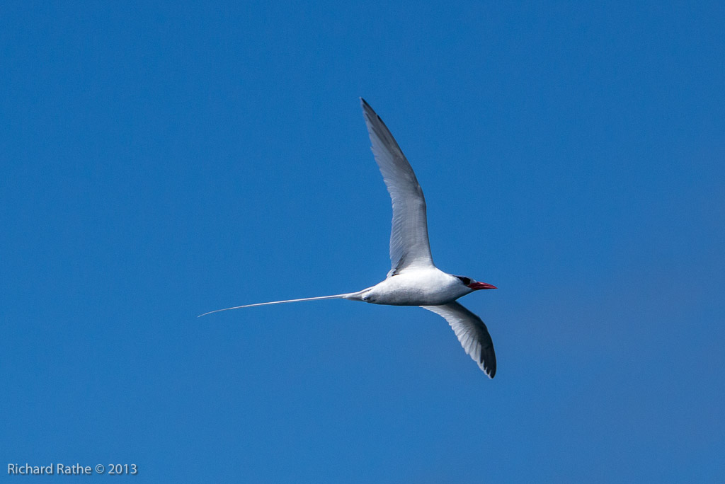 Red-Billed Tropic Bird