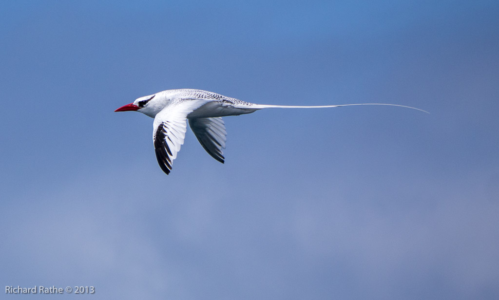 Red-Billed Tropic Bird