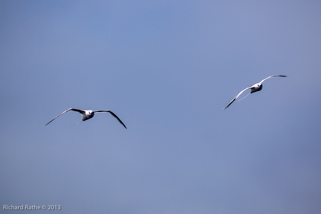 Red-Billed Tropic Bird