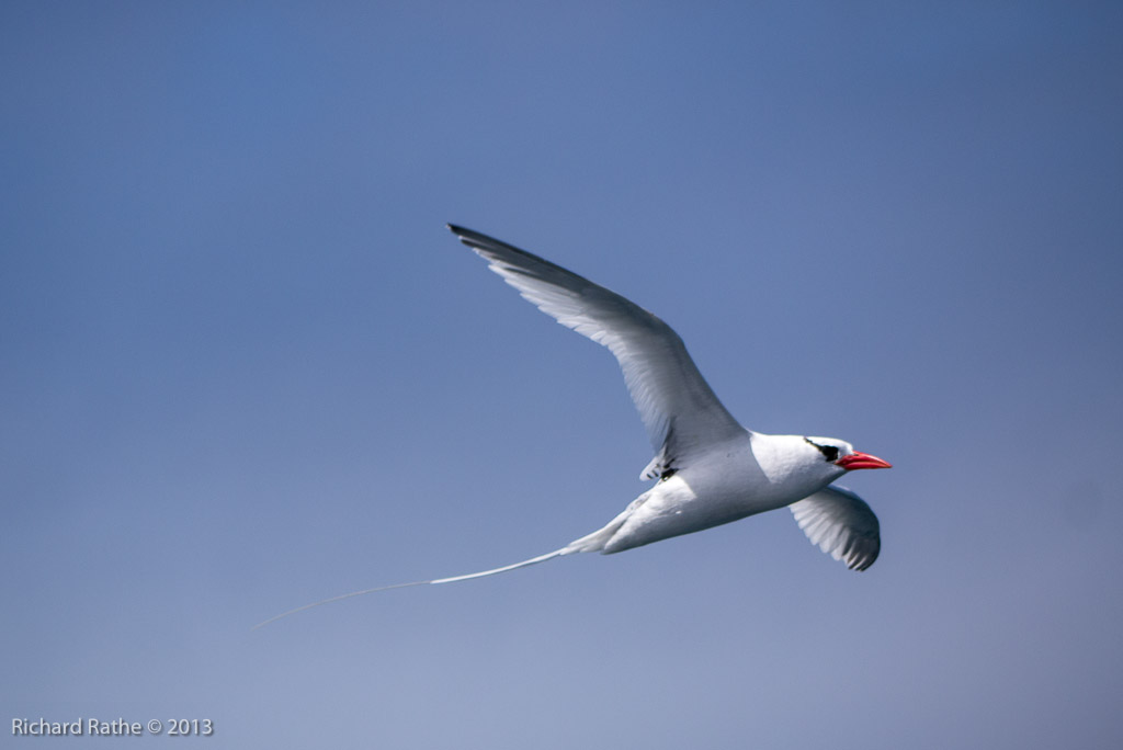 Red-Billed Tropic Bird