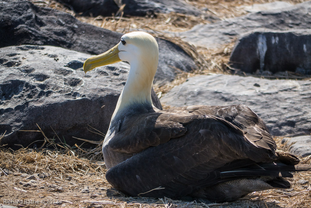 Waved Albatross