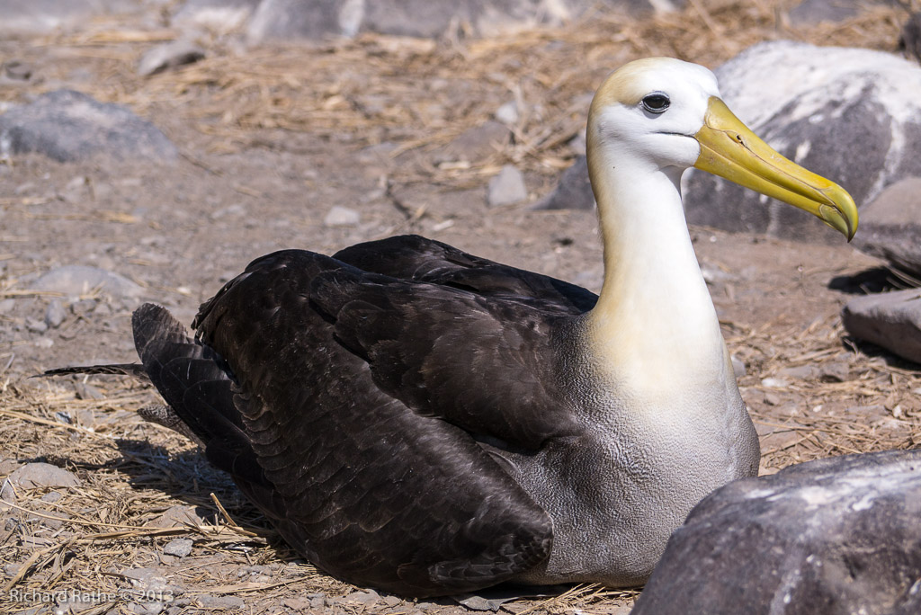 Waved Albatross