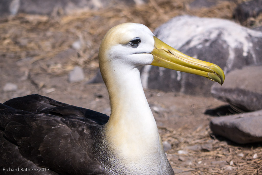 Waved Albatross