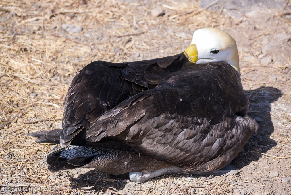 Waved Albatross