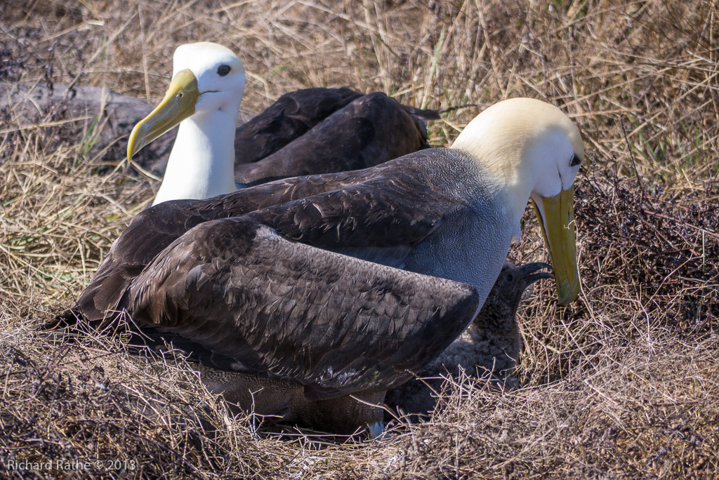 Waved Albatross