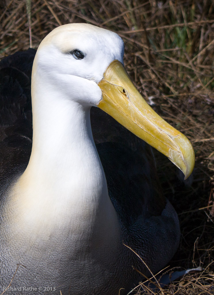 Waved Albatross