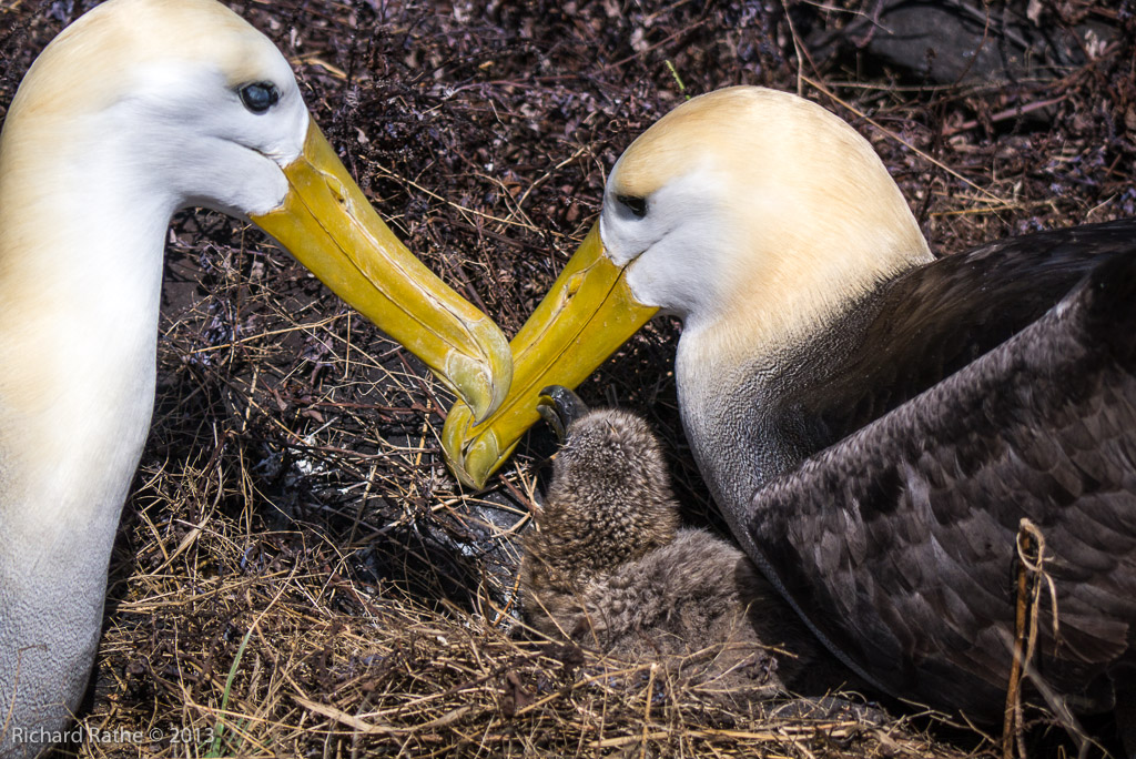 Waved Albatross